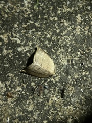 Pseudalbara parvula