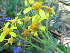 Senecio magnificus
