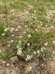 Antennaria luzuloides luzuloides