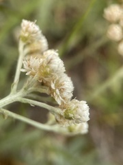 Antennaria luzuloides luzuloides