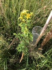 Hypericum tetrapterum