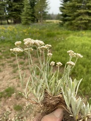 Antennaria luzuloides luzuloides