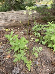 Ligusticum tenuifolium