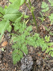 Ligusticum tenuifolium