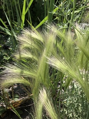 Hordeum jubatum