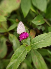 Jamides celeno celeno