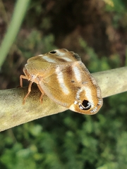 Ricania simulans