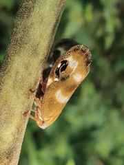 Ricania simulans