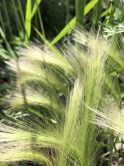 Hordeum jubatum