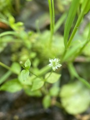 Stellaria calycantha