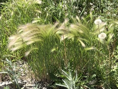 Hordeum jubatum