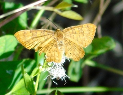 Emesis vulpina