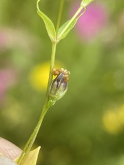 Stellaria calycantha