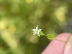 Stellaria calycantha