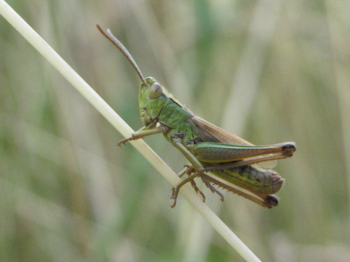 Meadow grasshopper