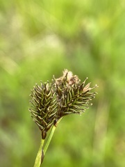 Carex luzulina