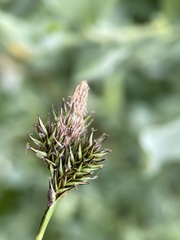 Carex luzulina