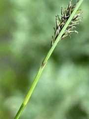 Carex luzulina