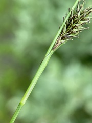 Carex luzulina