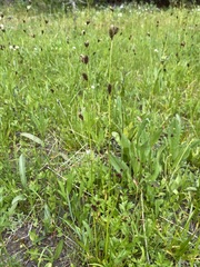 Carex luzulina