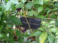 Sarcococca hookeriana digyna