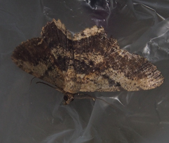 Ruttellerona pseudocessaria