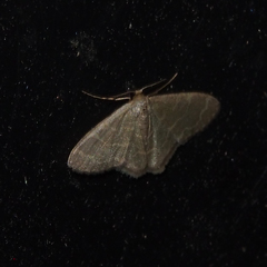 Lophophleps triangularis