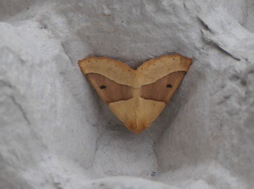 Scalloped Oak photo 3