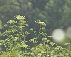 Acrocephalus palustris