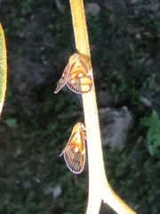 Euricania ocellus