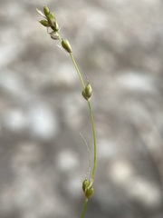 Carex disperma
