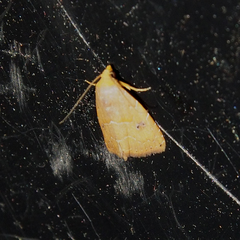 Rivula inconspicua