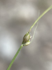 Carex disperma