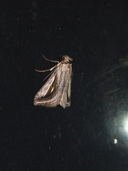 Schistorhynx argentistriga