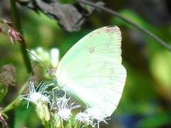 Aphrissa statira statira