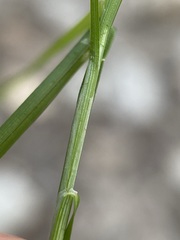 Carex disperma