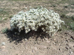 Olearia pimeleoides