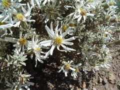 Olearia pimeleoides