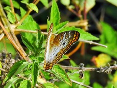 Anartia jatrophae guantanamo
