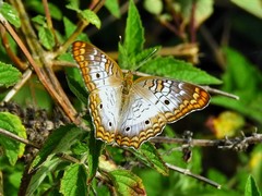Anartia jatrophae guantanamo