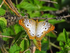 Anartia jatrophae guantanamo
