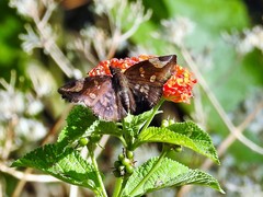Eantis papinianus