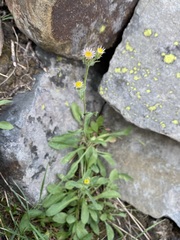 Erigeron nivalis