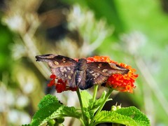 Eantis papinianus