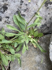 Erigeron nivalis