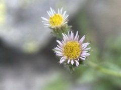 Erigeron nivalis