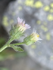 Erigeron nivalis