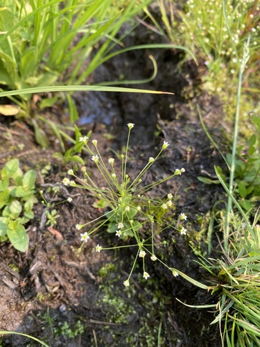 Filiform rockjasmine (Androsace filiformis)
