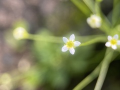 Androsace filiformis