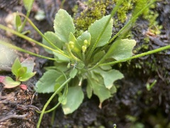 Androsace filiformis